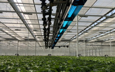 Problem-free cultivation with CleanLight